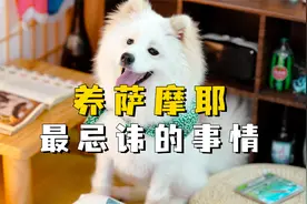 养萨摩耶最忌讳的事情，希望你都没做错！