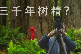 世上最高的树！雨林摄影教学现场视频封面