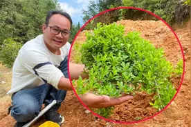 农村山上一植物叶子能生吃能炒菜，很多人不认识，看看你家乡有吗视频封面