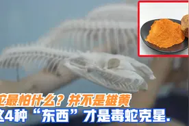 蛇最怕什么？并不是雄黄，这4种“东西”才是毒蛇克星视频封面