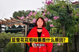 蓝雪花枯萎是什么原因？弄懂这2点，下次遇到不用愁了视频封面