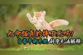 猫咪从高处摔下，为什么总能安全的落地？科学家已发现其奥秘