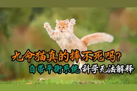 猫咪从高处摔下，为什么总能安全的落地？科学家已发现其奥秘
