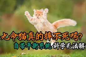 猫咪从高处摔下，为什么总能安全的落地？科学家已发现其奥秘