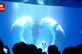 好浪漫！白鲸助攻保育员水下求婚相恋6年女友视频封面