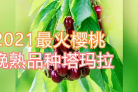 盘点2021年最火的樱桃新品种（2），晚熟大果新贵-塔玛拉！视频封面