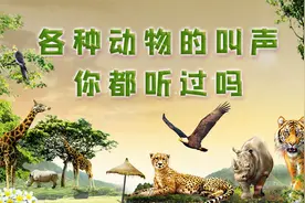 各种动物的真实叫声你都听过吗？哪个动物最让你意外视频封面