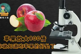 家人们爱吃苹果吗？你知道苹果放大是什么样的吗？一起来放大看看视频封面