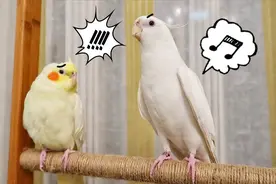 成精了！会说英文的中国鹦鹉～#激萌奖金计划#视频封面