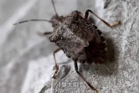 放屁虫的“屁”，温度竟然可达100℃，太惊呆了视频封面