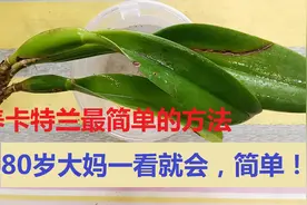新手养卡特兰之“水培法”，最好养活，80岁大妈一看就会，简单视频封面