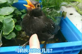 乌鸫什么时候褪毛，换羽期在几月份？百舌鸟换羽养护方法简明问答