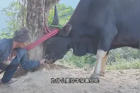 为了更好的驯服牛，人们给牛“穿鼻孔”视频封面