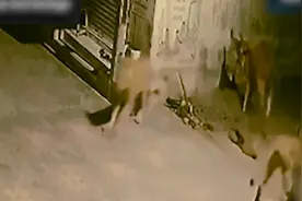 印度两狮子闯入居民区袭击牛 反被击退赶走视频封面