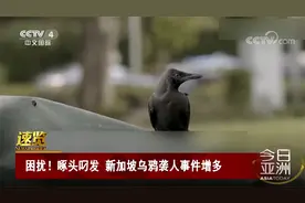 困扰！啄头叼发 新加坡乌鸦袭人事件增多