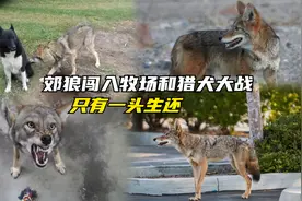4头郊狼闯入牧场，和牧场的一只猎犬大战，结果只有一头生还视频封面