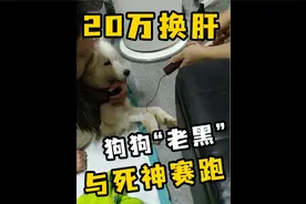 狗狗老黑肝硬化晚期，需要20万换肝，医生劝放弃！还能活下去吗？视频封面