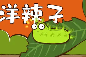 为什么被洋辣子碰一下会这么的痛！