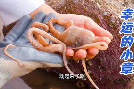 小章赶海太幸运，搬第一块石头就收获八爪鱼！还放生两条了黑头鱼视频封面