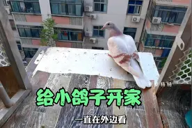 如何训练鸽子开家？养鸽女准备给40天的鸽子开家，担心又飞跑了视频封面