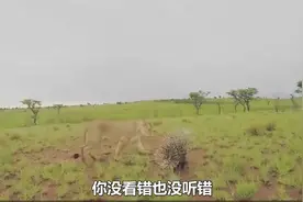 盘点十种最能轻松杀死老虎的动物视频封面