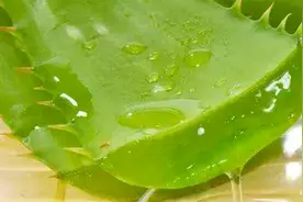 擦伤、留疤？1种绿植经常敷，抗菌消炎，消肿止痛，美容养颜祛痘视频封面