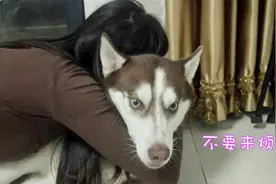 女主人拥抱二哈，男主人拥抱二哈，地位差距一目了然！视频封面