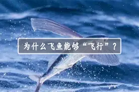 为什么飞鱼能够在空中“飞行”？它又是如何“飞行”的呢？视频封面