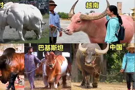 不同国家的巨型猛牛，巴铁的很健壮，中国大水牛的叫声听过吗？视频封面