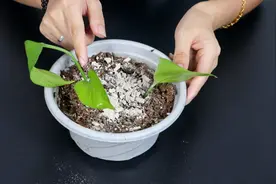 养花土里长虫子？简单教你2招，虫子杀光光，养花没烦恼