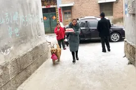 二妮回娘家给父亲过寿，金毛狗狗偷摸吃蛋糕被责骂，后来表现贼精视频封面