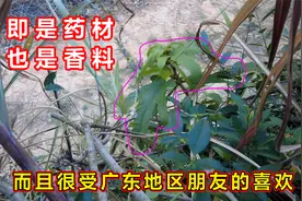 很多广东朋友喜欢的1株特别植物，即是药材也是香料，大家认识吗视频封面