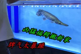 60多公分凶猛鳄雀鳝移缸，脾气太暴躁，险些蹦到了地上