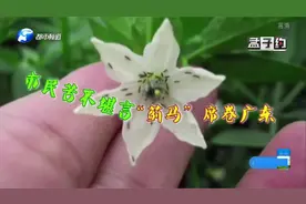 闻之胆寒的小黑虫，郑州超级多！尤其喜欢依附黄色衣服上视频封面