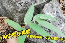 50块1斤的野山姜，外形像蜈蚣，长7年就得一小节，留意很久才发现视频封面