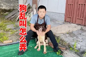 你有养狗吗？你害怕被投诉吗？十年训犬师教你解决狗乱叫扰民问题视频封面