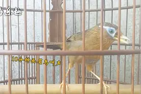 10分钟画眉鸟叫声，让人心旷神怡，听了又听！视频封面