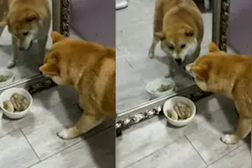 狗狗不认识镜子里的自己，以为是和自己抢食的，随后举动笑喷了！视频封面