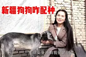 新疆狗狗“相亲记”，哈萨克姑娘首当红娘，见面才知品种不配！视频封面