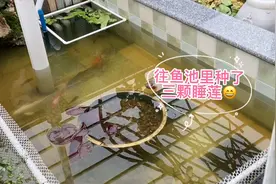 大冬天的往鱼池里种了三棵睡莲 期望来年能看到水清鱼欢莲花盛开视频封面