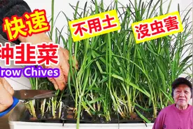 韭菜快速新种法，不用土，不长虫，一年四季有收成，室内阳台能种视频封面