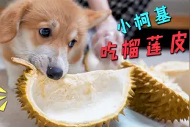 小柯基第一次吃榴莲，居然狂啃榴莲皮！主人当场懵圈视频封面