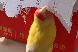 鹦鹉也想当凤凰！家养鸟儿为颜值拼了！撕日历当羽翼装饰尾巴视频封面