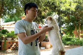 狗狗失踪一个月回来了，全身长满跳蚤，主人赶紧给它洗个澡视频封面