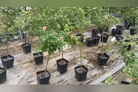 树状月季的培育方法有两种，不会嫁接的花友可这样操作，非常简单视频封面