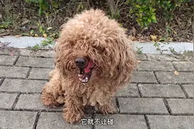 小泰迪被人打怕了，胆子太小了，不让任何人触碰，只能送基地了。视频封面