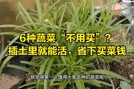 6种蔬菜“不用买”？插土里就能活，省下买菜钱视频封面