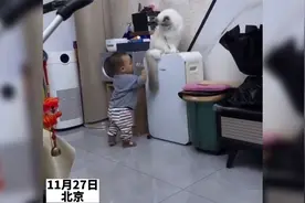 小男孩多次骚扰猫咪，结果被猫咪一巴掌打哭视频封面