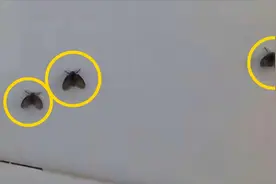 卫生间小黑虫又出来了，教你简单一招，家里再也不会有小飞虫视频封面
