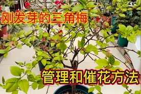 春天刚发芽的三角梅，怎样管理才能让它多长花苞？请看视频视频封面